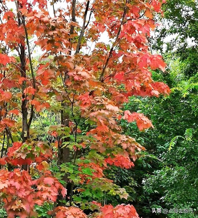 成都市区4大枫叶观赏地，彩林超惊艳，都不要门票，公交车可达！