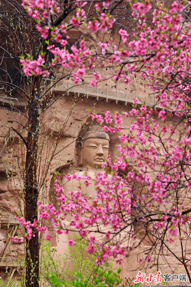 春日天花板！甘肃这些绝美小城，赏花踏青正当时
