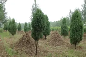 过去农村墓地旁为何种柏树？究竟有什么讲究？图片