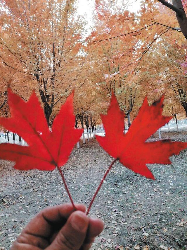 行走在临海公园的秋色里