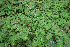 颜陵君话中医——地锦草（万能止血良药）图片