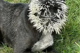 饥饿小狗偶遇豪猪 结果被刺1,500根刺...图片