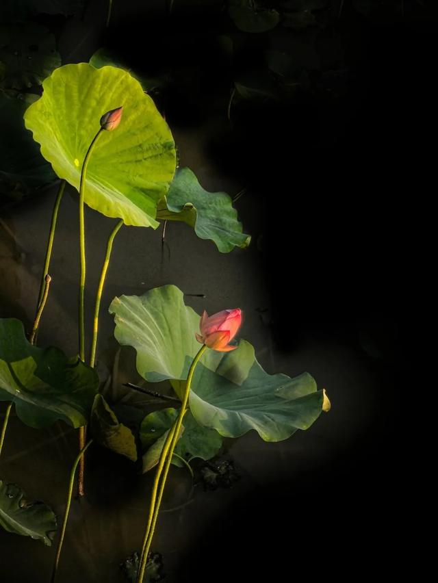 美出圈!东莞莲湖第一批荷花开了!