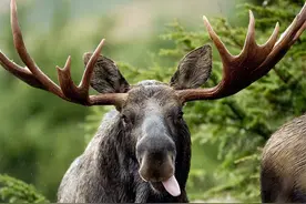 大兴安岭出现犴达罕，体长3米重一吨，食量惊人一天要吃40斤食物图片