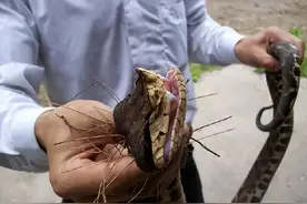 分布在浙江的4种毒蛇！烂肉之王五步蛇，被咬的人手脚溃烂！图片