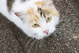 无声的呼救：流浪猫口炎防治指南图片