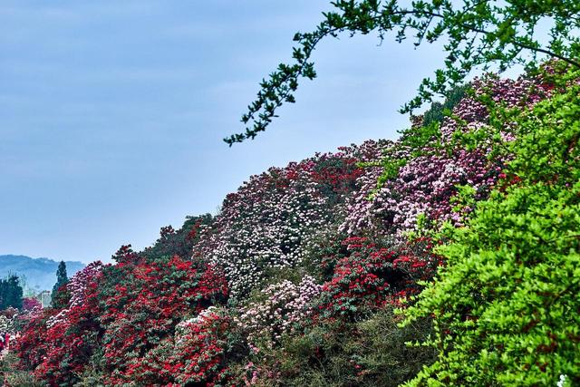 被严重低估的贵州毕节：这100多平方公里的杜鹃，不看真的会后悔