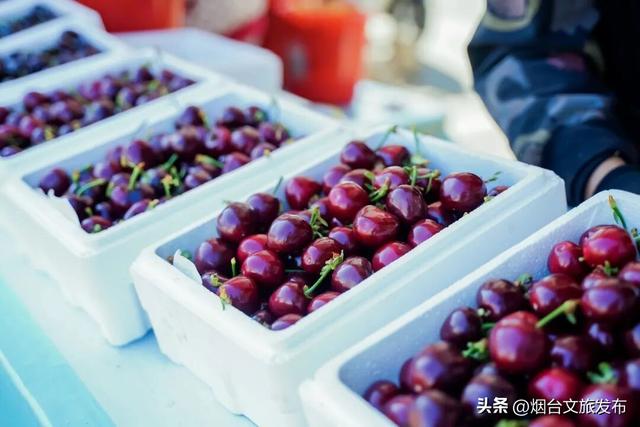 【乐游烟台】来烟台海阳樱桃谷！摘樱桃、听村歌，邂逅最美初夏田园！