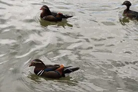 后续！村书记和主任大妈关系混乱：年龄相差特别大，曝光更多内情图片