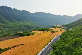 走！一起去看晋城泽州的“风吹麦浪”，很治愈~图片