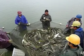 2008年，袁丹军花20万买一条受伤的鱼，3年后靠鱼赚了一亿元图片