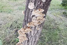 树身长出的菌类能否摘回家食用？专家提醒：无法确定是否有毒，不要随意采摘食用图片
