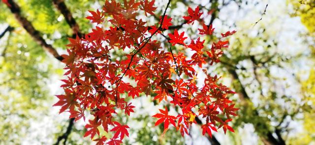 视觉画册｜醉美畲乡景宁：一季枫红燃情似火，半河光影温润如诗