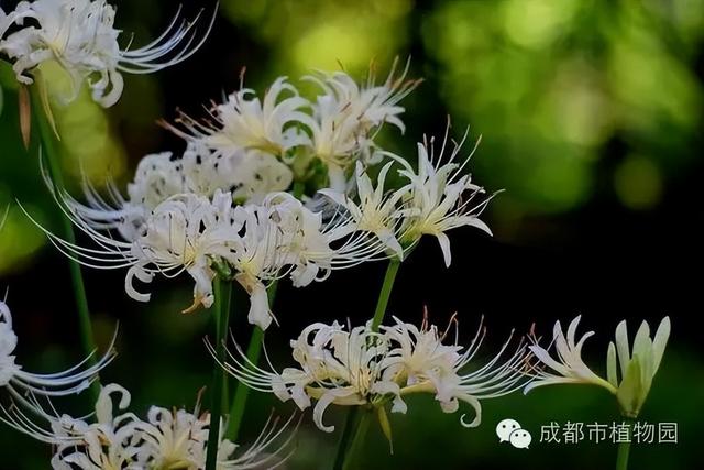 最新实拍！成都彼岸花开了！