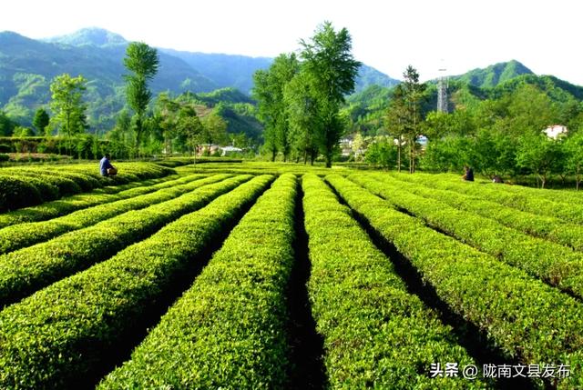 生态陇南,康养胜地