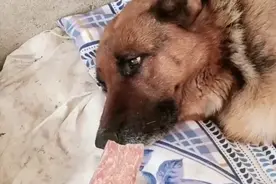 15岁的老狗被主人卖到屠宰场等死！被救出后哭得泣不成声！泪奔图片