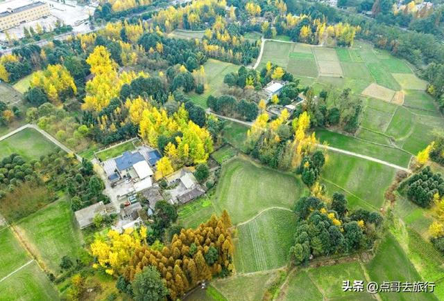 成都这5大千年银杏，超级惊艳，其中一株相传是杨贵妃种植！