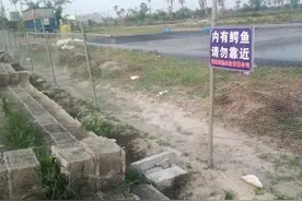 台风过后鳄鱼外逃，村民：担心伤人，请有关部门尽快捕捉图片