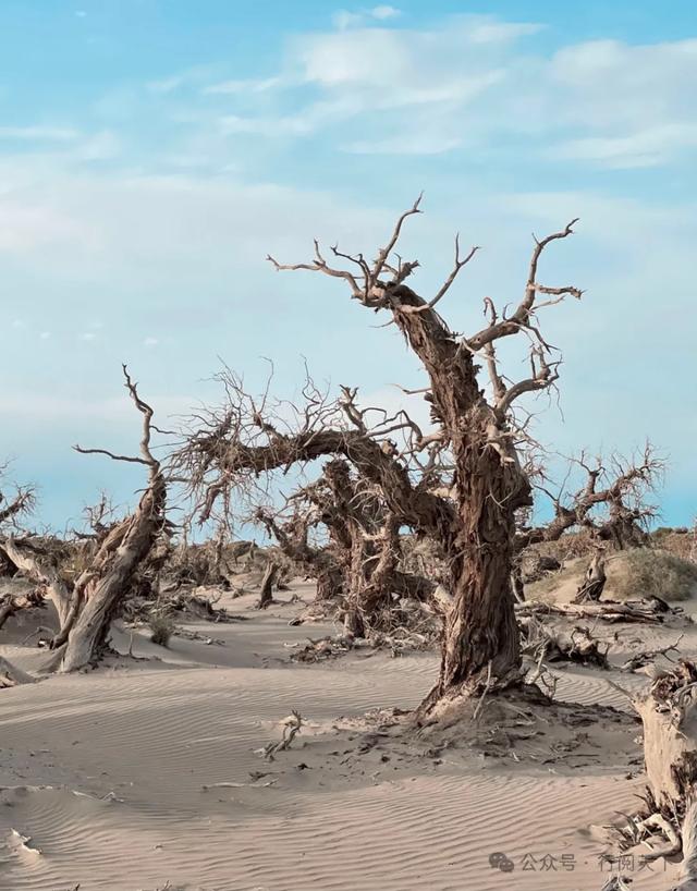 额济纳，额济纳，秋天必须要去额济纳，与金色胡杨林相遇
