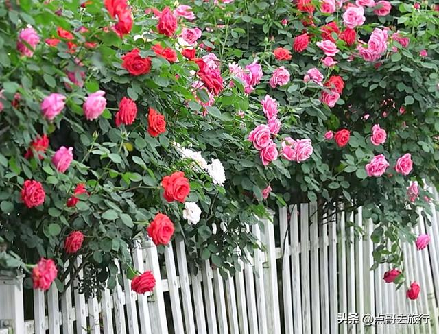 成都玫瑰、月季花开爆了，免费才最美，采摘玫瑰低至1元，划算！