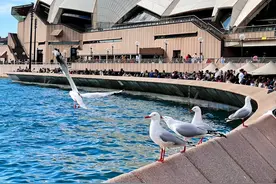 惊呆了！在澳洲打工 3 年，到底能存下多少钱？图片