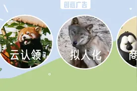 走上顶流之路，红山动物园是怎么出圈的？图片