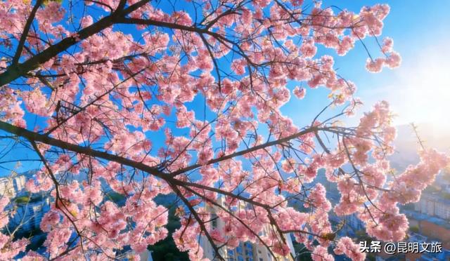 美炸！美炸！全国裹貂我赏樱！昆明最全冬樱赏花攻略来了，周末快冲~