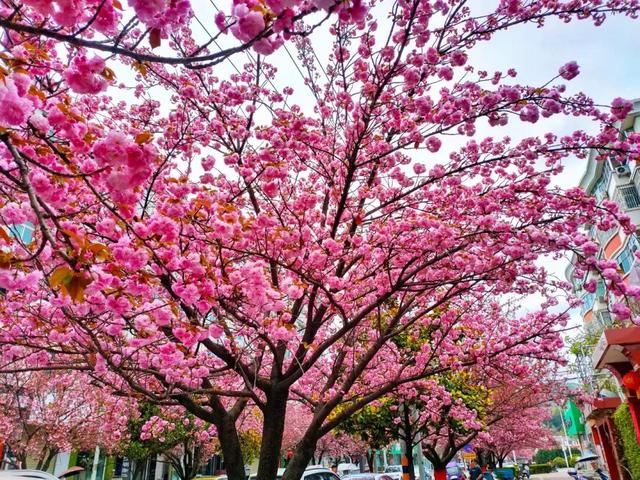 两当：一城繁花绘春色