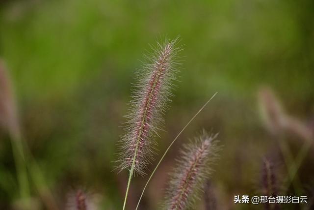 达活泉公园最美秋色（图）