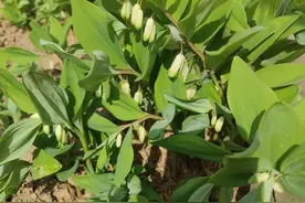 《仙人余粮黄精与玉竹的区别》图片