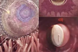 怀孕1-10个月胚胎和胎儿的发育情况图片