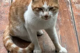 社区食堂可以不搞！图片