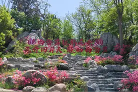 任延波:珠山开遍映山红图片