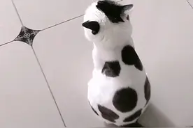 “全网都骂我给猫染色了，但其实……太冤枉了哇！！”图片