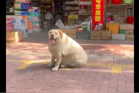 拉布拉多被奶奶喂成了猪，米饭拌肉硬塞它嘴里，来自奶奶的爱啊！图片