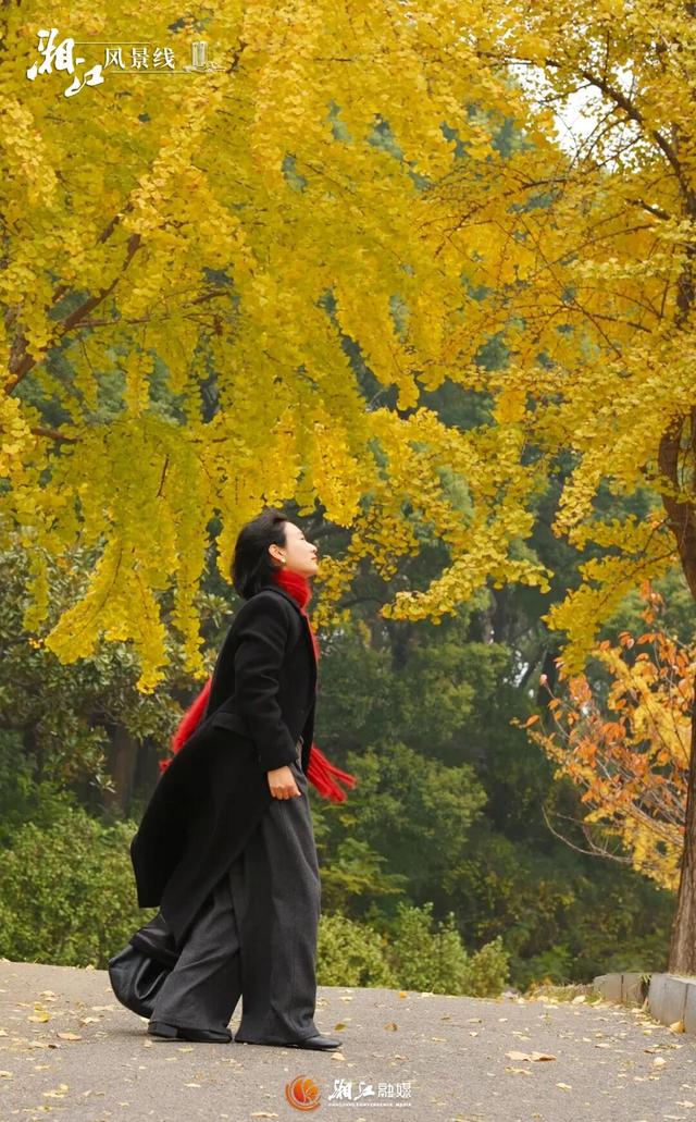 长沙银杏浓度即将达到100%！这波“小确杏”你要接住→