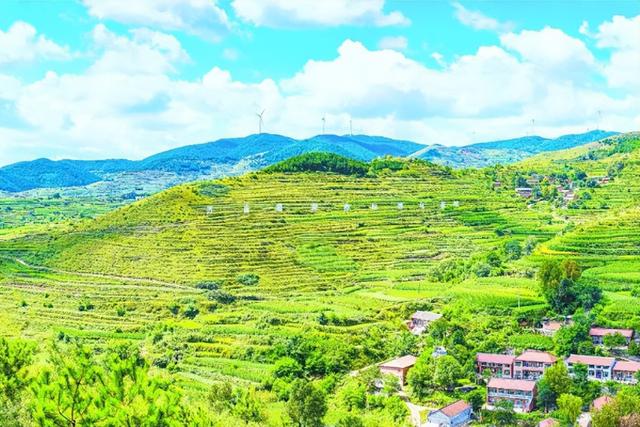 太行一号旅游公路带火平顺“草药经济”