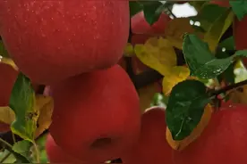 瑞香红苹果介绍和发展前景图片