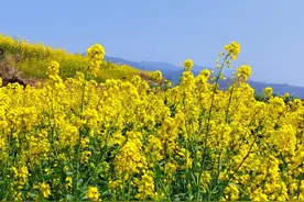 装修工人受伤，能否依据《安全生产法》规定判决业主承担连带责任图片