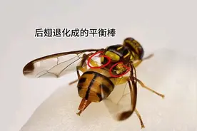 桃子总被虫蛀？老把式教你5招，治得果实蝇没处躲！图片