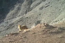 甘肃一地发现13只豺，因极其凶残而闻名，是老虎都不敢惹的存在图片