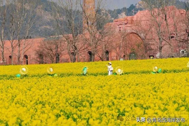 西海岸油菜花海来了！