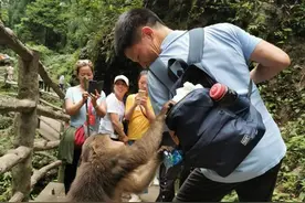 峨眉山猴子扯掉小孩裤子，人类的“亲戚”竟如此顽劣？图片