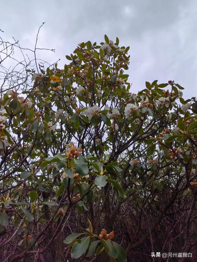 渭源双石门*石门雪山的杜鹃花