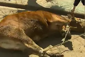 云南屠户宰牛荣获至宝，专家鉴定后价值百万，屠户：多少钱都不卖图片