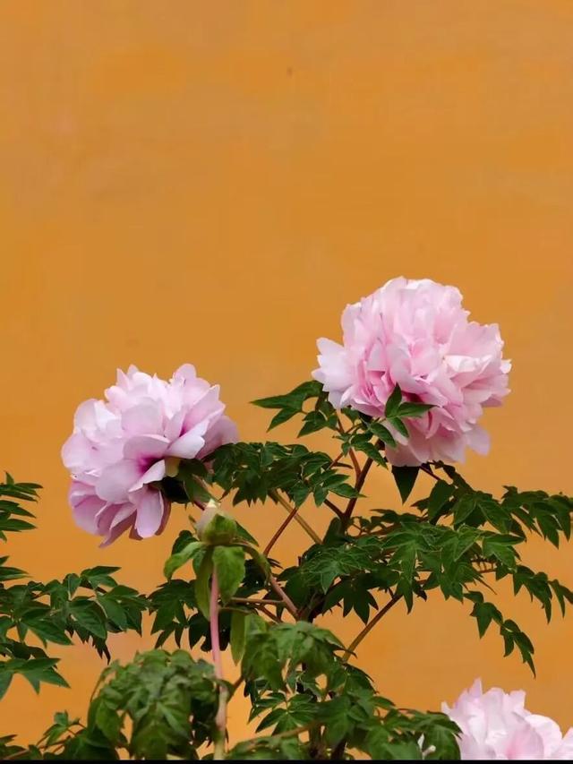 成都出发能玩一整天的6个好去处推荐！