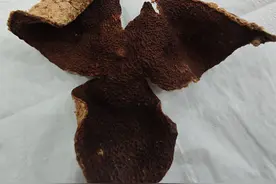 陈皮为什么会有薄荷香气味？香味怎么来的图片