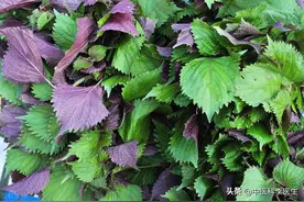 一个被低估的优秀中药——紫苏，4个部位能入药，能治8种病症图片