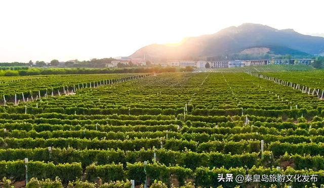 邂逅秦皇岛百年葡萄树，逛酒庄、品红酒、宿葡园，开启“藤”下慢时光！