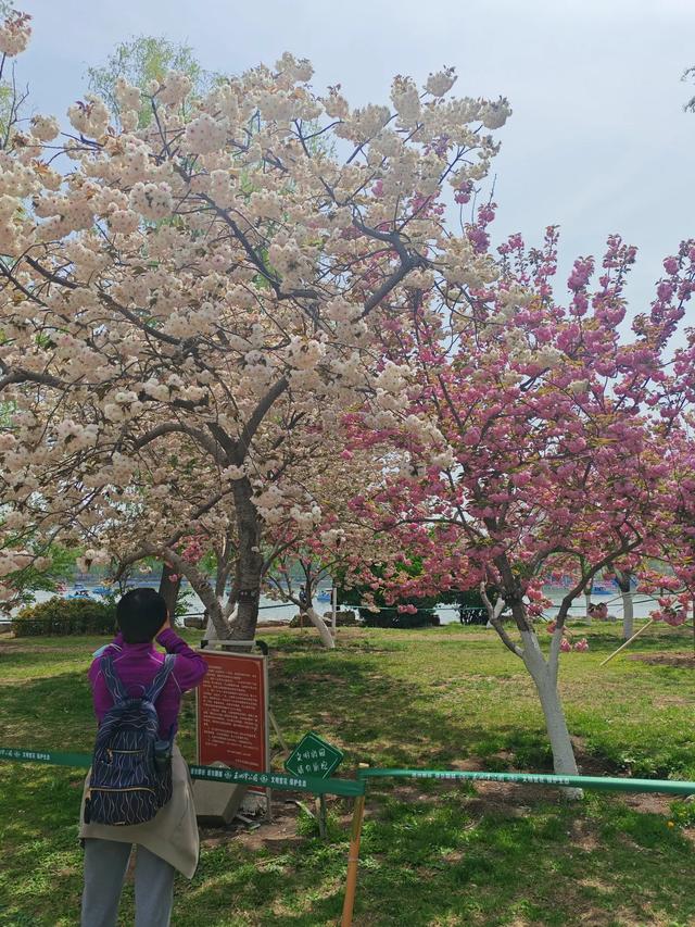 满园春色关不住 独领风骚樱花秀